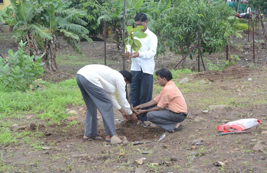 Tree Plantation Alibaug