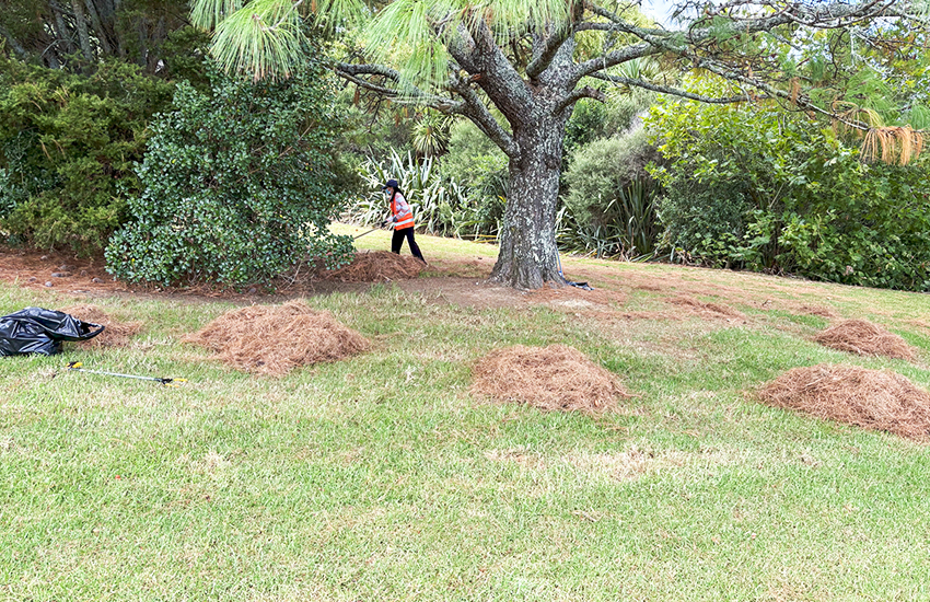 Cleanliness Drive