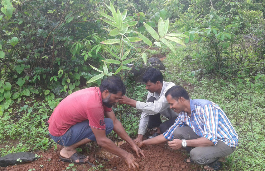 Tree Plantation Mangaon