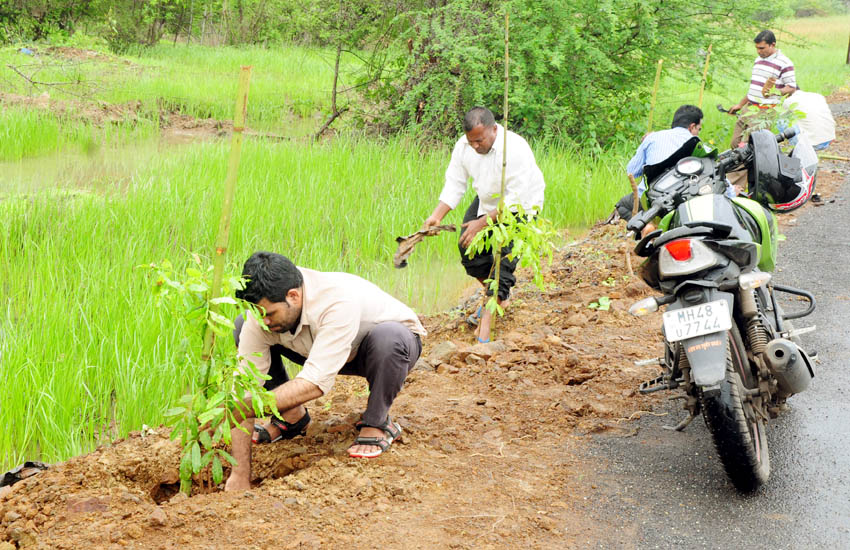 Tree Plantation Palghar