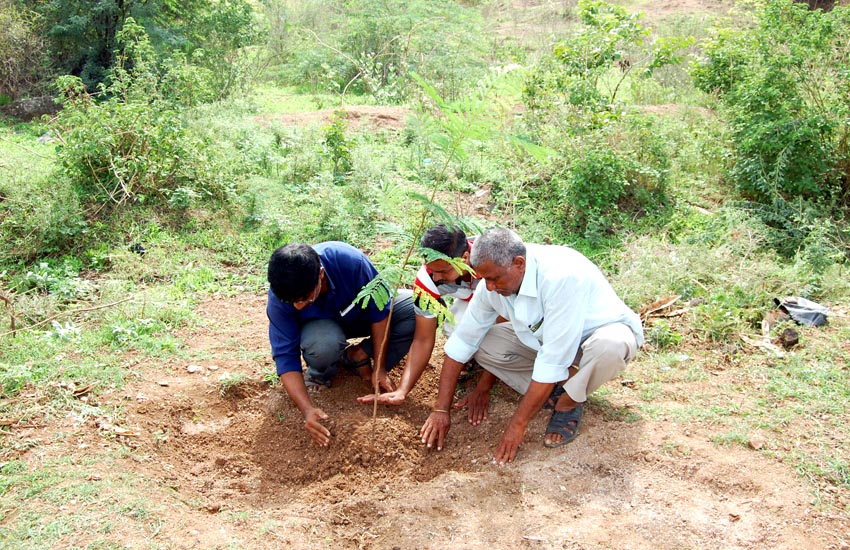 Tree Plantation Yawal Jalgaon