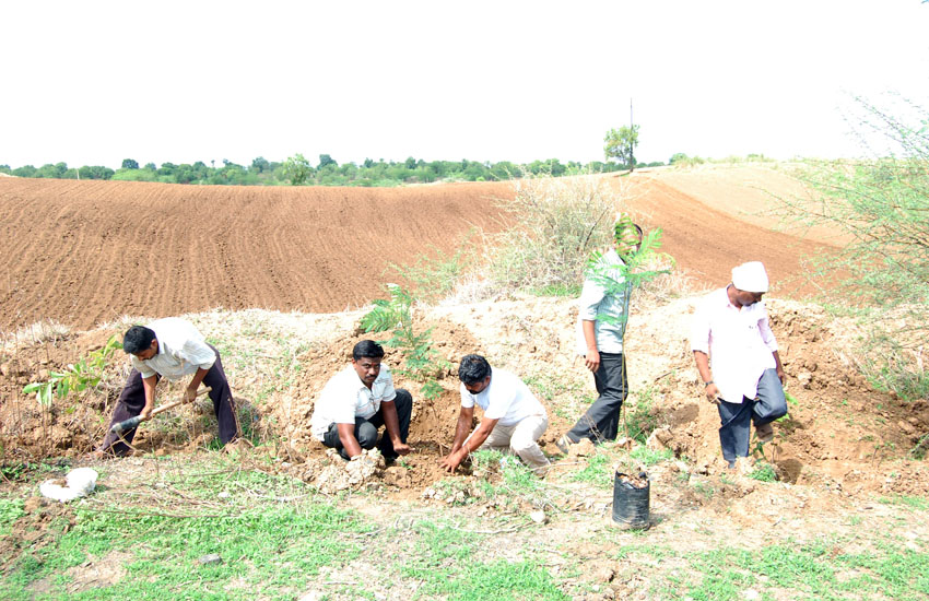Tree Plantation Yawal Jalgaon
