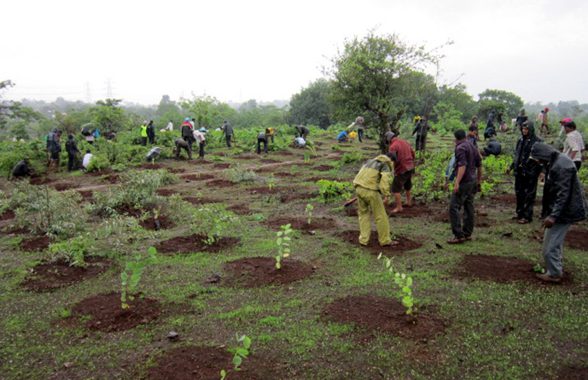 Tree Plantation Ambernath