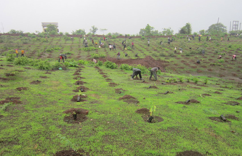 Tree Plantation Ambernath