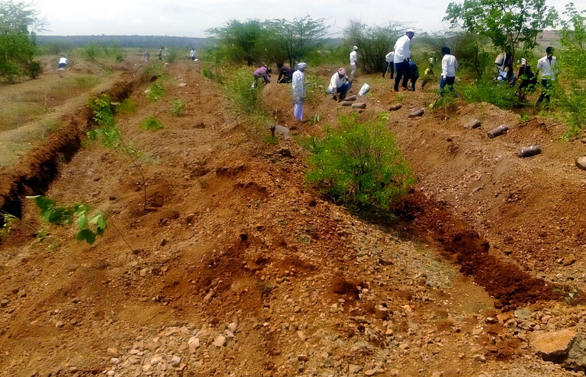 Tree Plantation Daund Pune