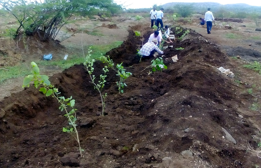 Tree Plantation Daund Pune