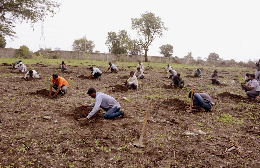 Tree Plantation Jamner