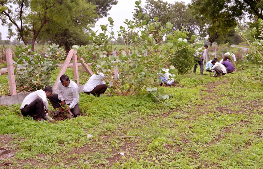 Tree Plantation Jamner