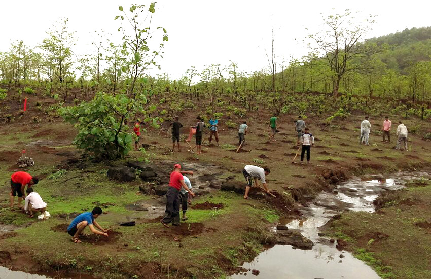 Tree Plantation Kalamb