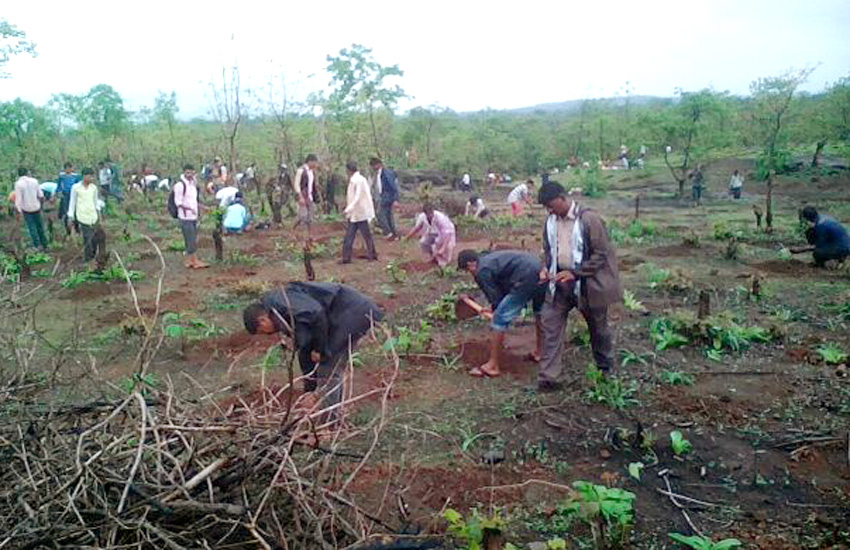 Tree Plantation Kalamb