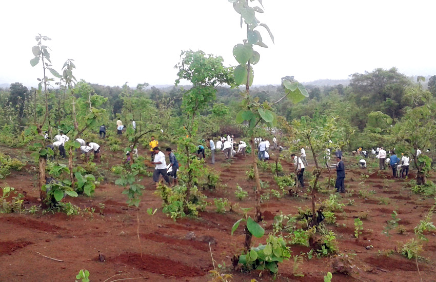 Tree Plantation Kalamb