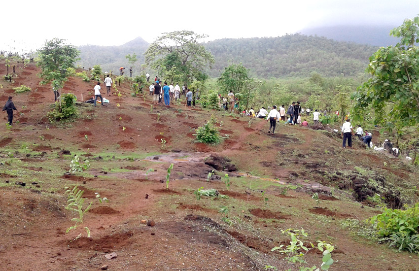 Tree Plantation Kalamb