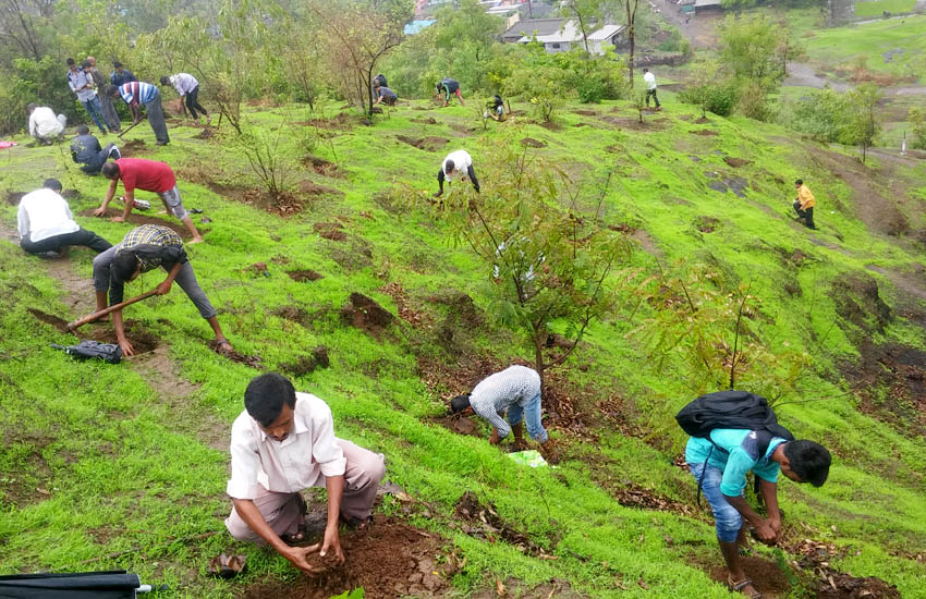 Tree Plantation Kalamb