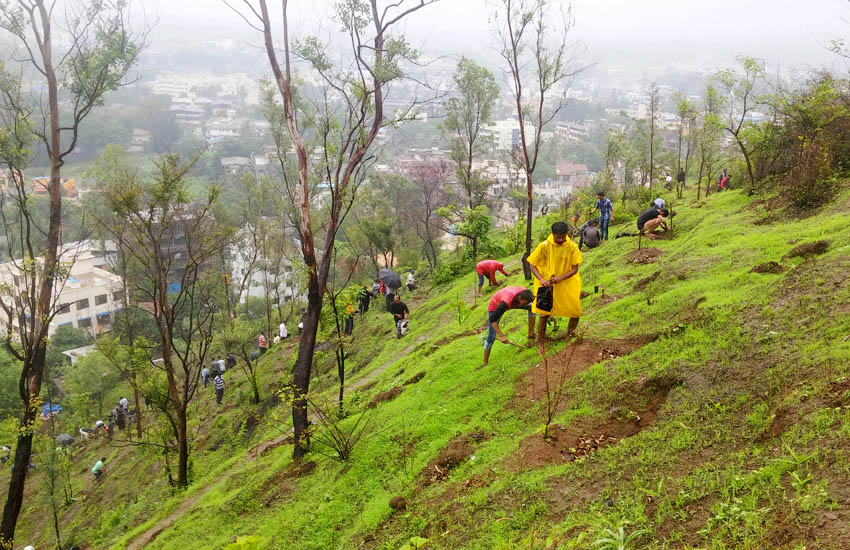 Tree Plantation Kalamb