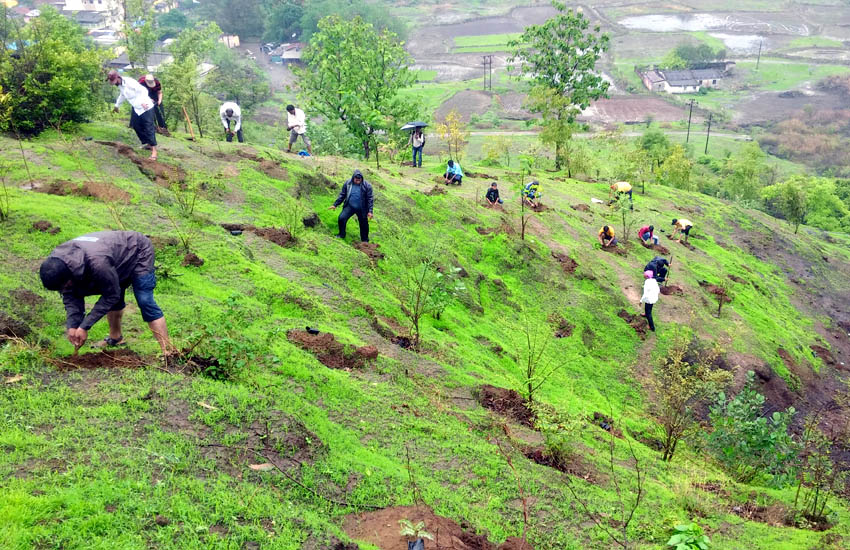 Tree Plantation Kalamb