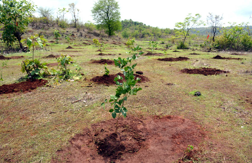 Tree Plantation Kalamb