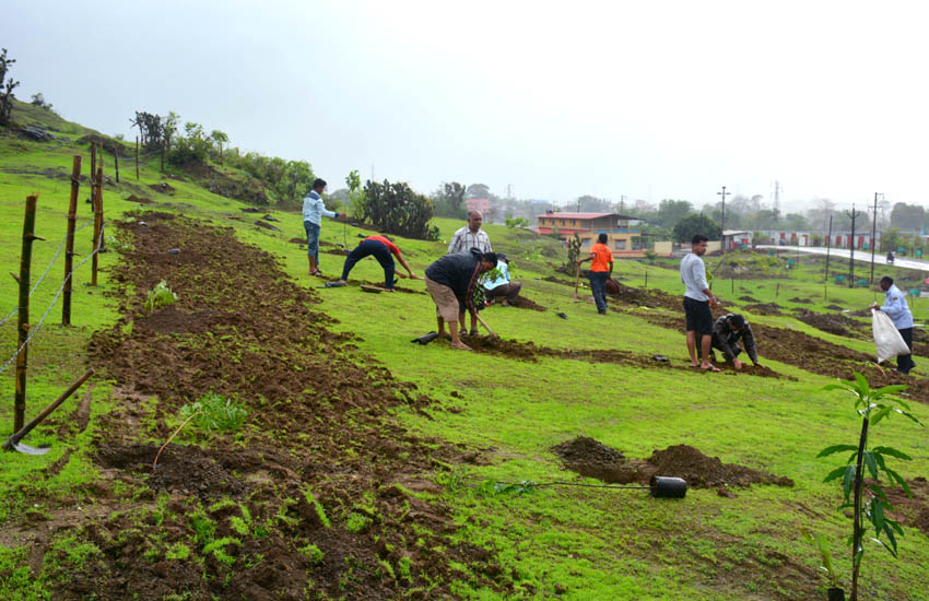 Tree Plantation Kalamb