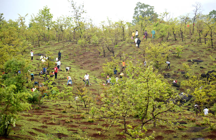 Tree Plantation Kalamb