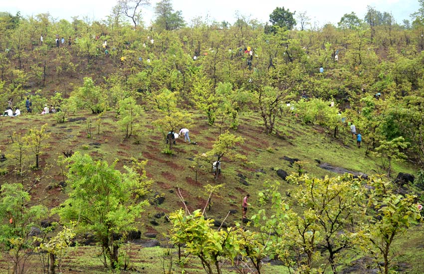 Tree Plantation Kalamb