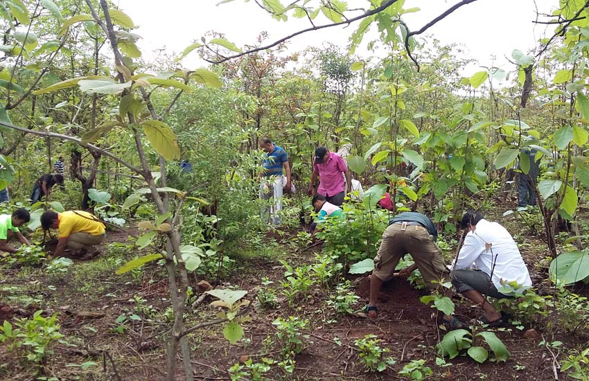 Tree Plantation Kalyan