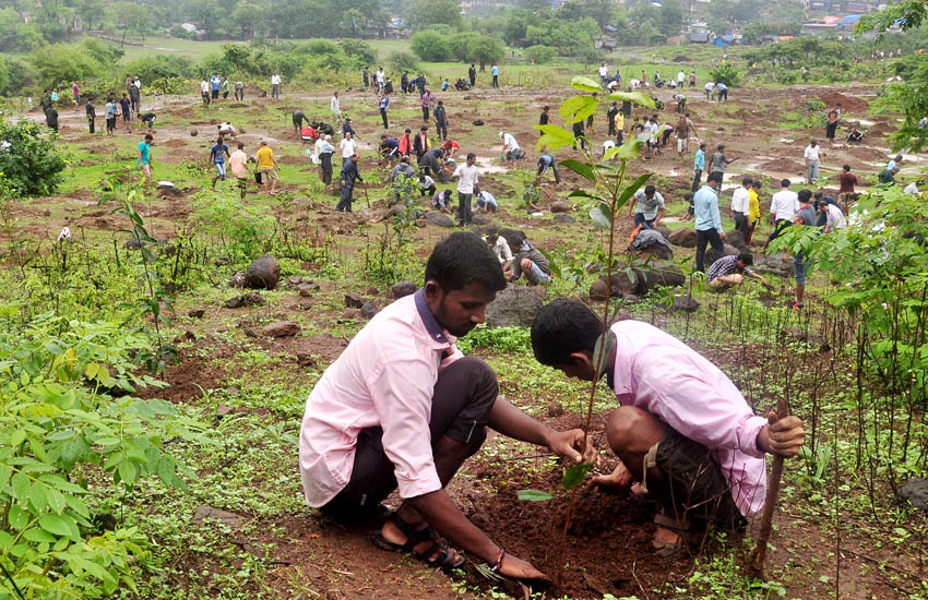 Tree Plantation Mumbra-Thane