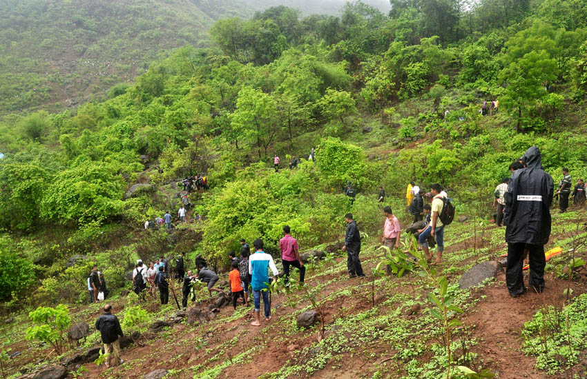 Tree Plantation Mumbra-Thane