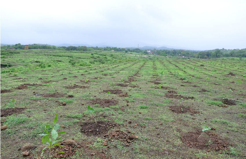 Tree Plantation Pen