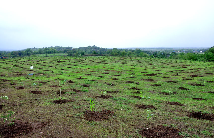 Tree Plantation Pen