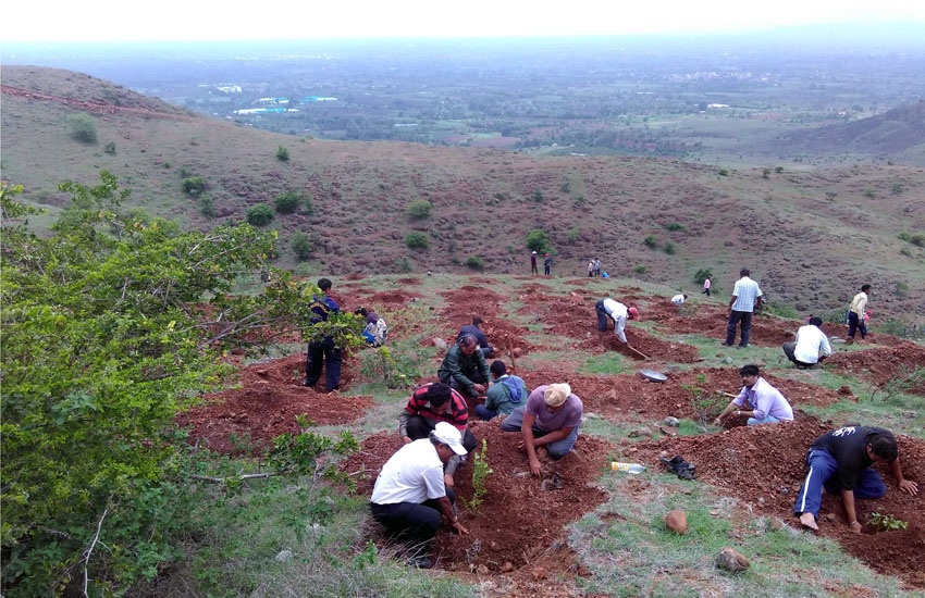 Tree Plantation Sangali