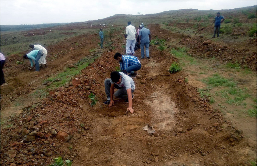 Tree Plantation Sangali