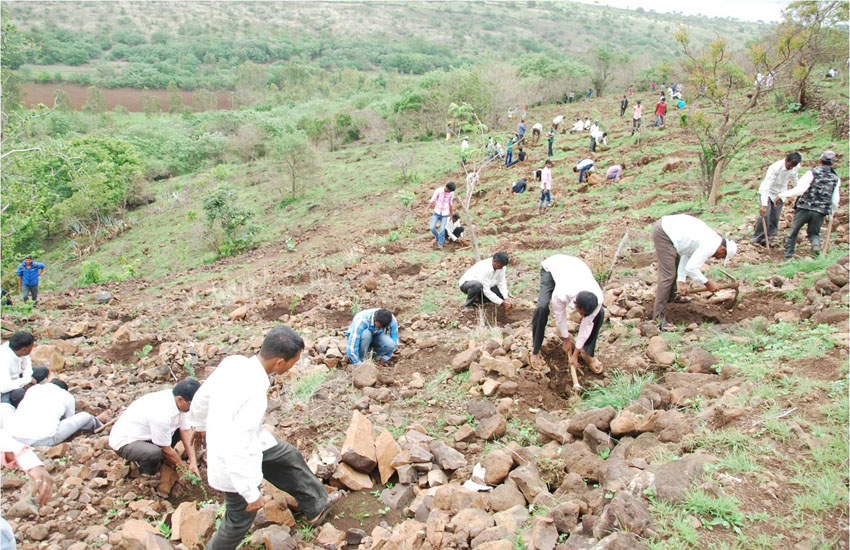 Tree Plantation Sangali