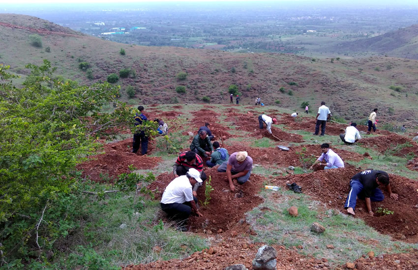 Tree Plantation Sangali