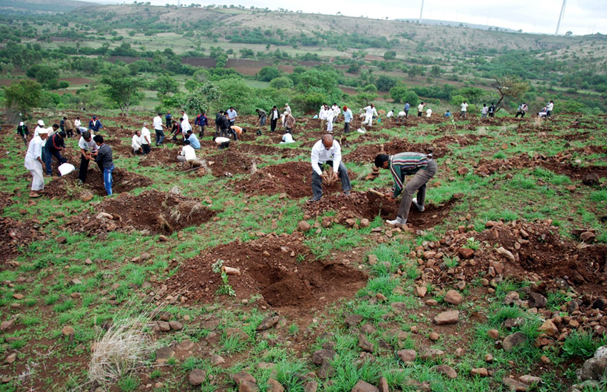 Tree Plantation Sangali