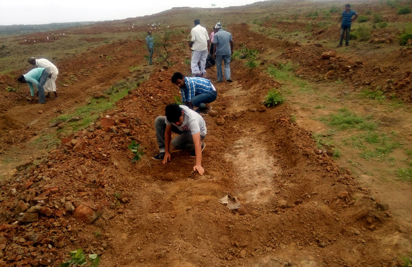 Tree Plantation Sangali