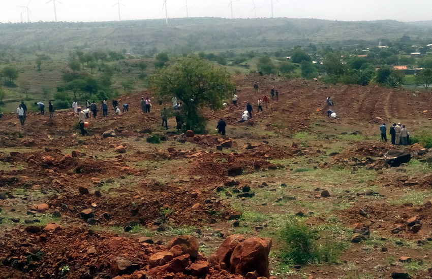 Tree Plantation Sangali