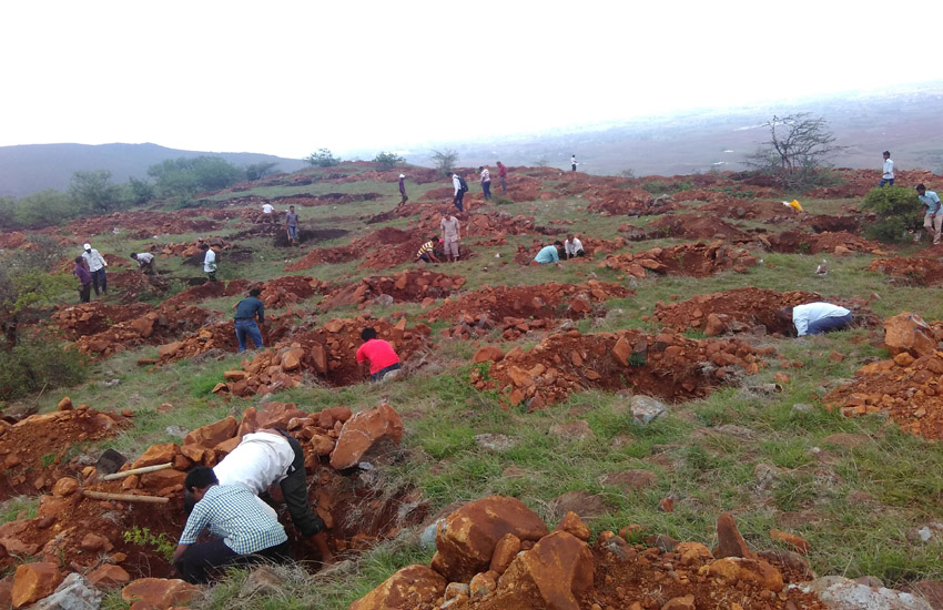 Tree Plantation Sangali