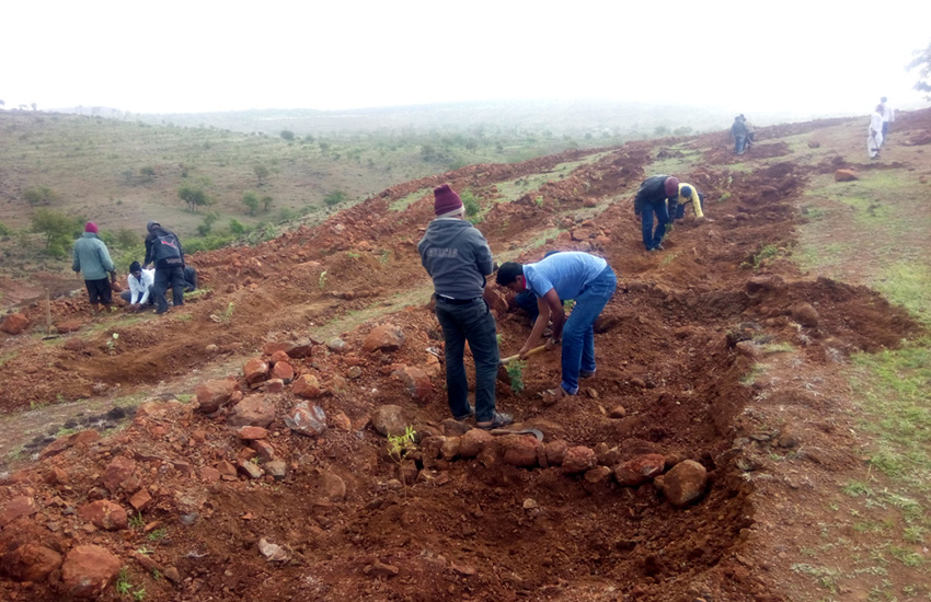 Tree Plantation Sangali