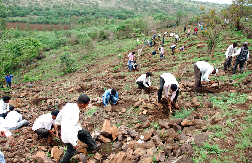 Tree Plantation Sangali