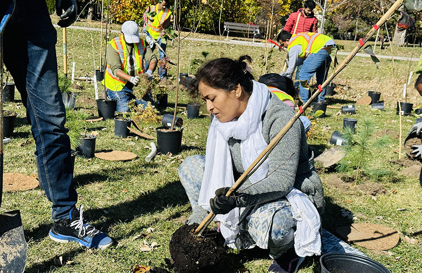 Tree Plantation Canada