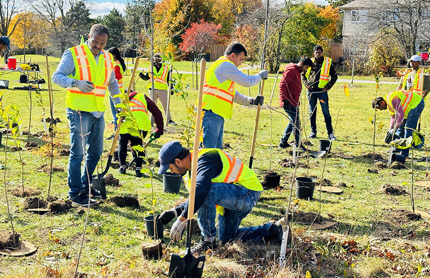 Tree-plantation-image