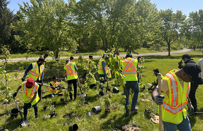 Tree Plantation Canada