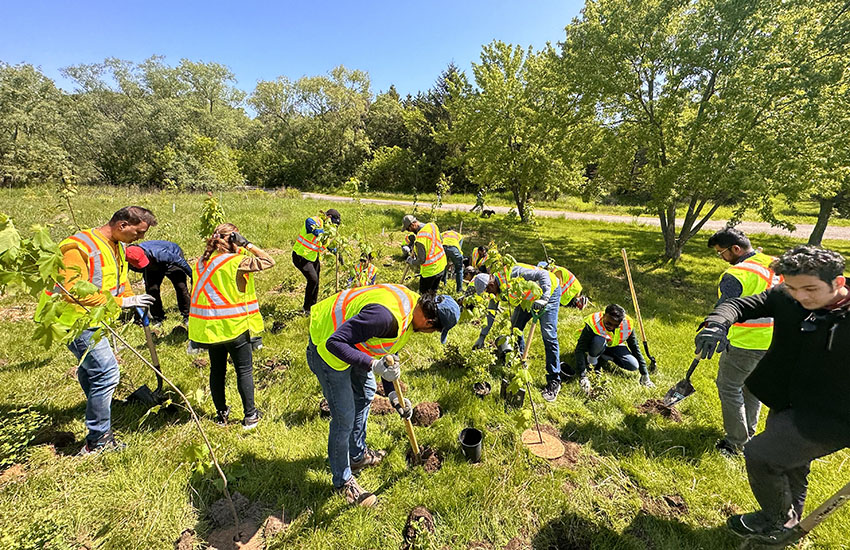 Tree Plantation Canada