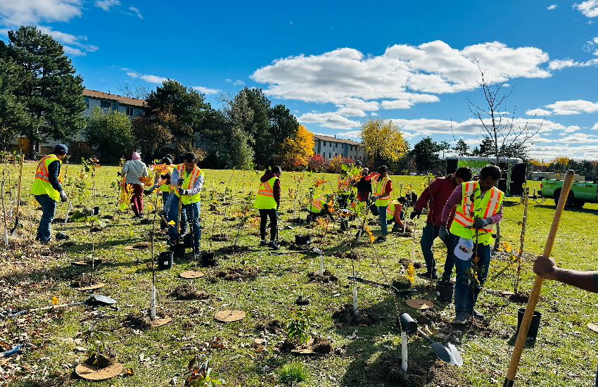 Tree Plantation Canada