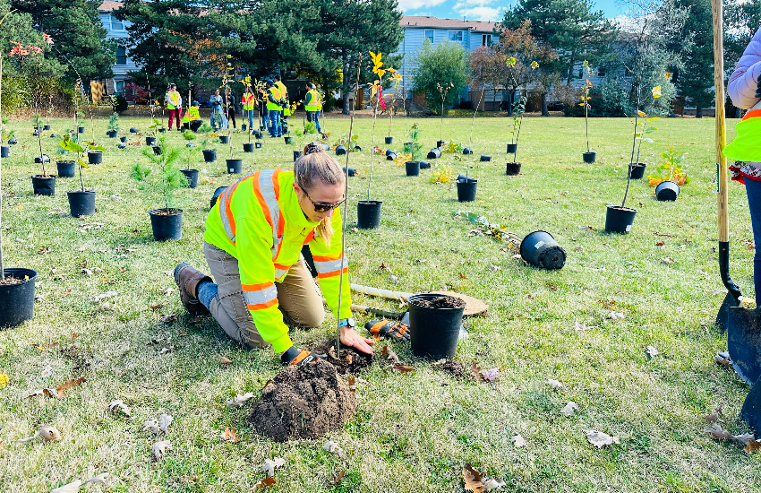 Tree Plantation Canada