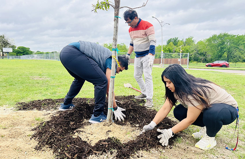 Tree Plantation USA