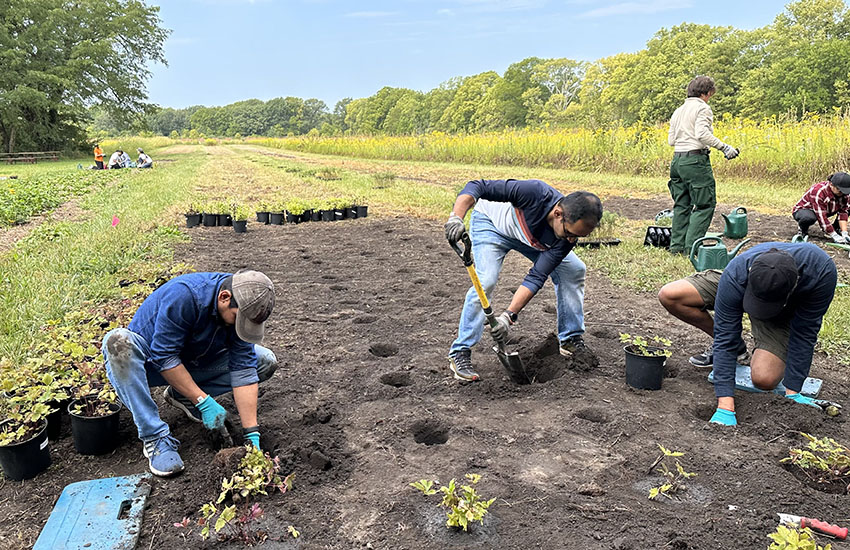 Tree Plantation USA