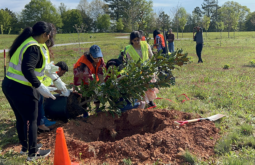 Tree Plantation USA