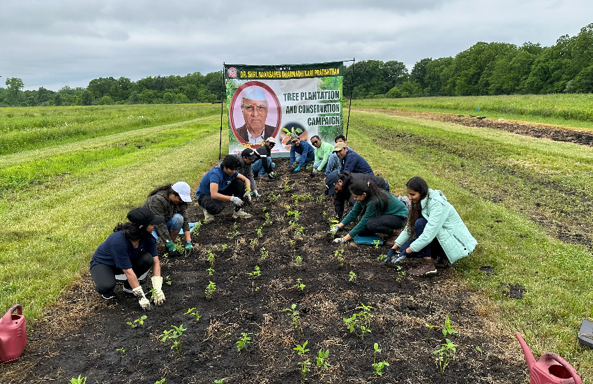 Tree Plantation USA